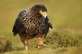 Close-up of Striated Caracara walking on the grass Royalty Free Stock Photo