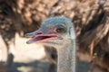 Close up of strich head. Head shot of an ostrich looking around Royalty Free Stock Photo