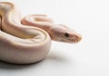 Close-up of a striking albino ball python snake coiled and ready to strike isolated on transparent background Royalty Free Stock Photo