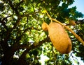 Close up of the striking decorative fruit of the African Sausage Tree (Kigelia africana) Royalty Free Stock Photo