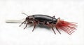 A close-up of a striking insect with vibrant red antennae