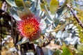 Close up of striking red gray or silver-barked eucalypt - Western Australia wildflower in bloom