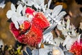 Close up of striking red gray or silver-barked eucalypts - Western Australia wildflower in bloom