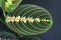 Strikingly marked exotic `Maranta Leuconeura Fascinator Prayer Plant` leaf with red veins Royalty Free Stock Photo