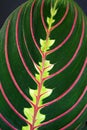 Close up of strikingly marked tropical `Maranta Leuconeura Fascinator Prayer Plant` leaf Royalty Free Stock Photo