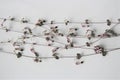 Close up of string of hearts houseplant (Ceropegia woodii), flowering vines isolated against a white background.