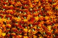 Detail of brightly coloured orange and yellow floral garlands, for celebration and religious offerings