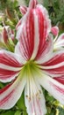 Close up striped Barbados liliy flower Royalty Free Stock Photo