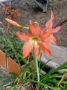 Close up of striped barbados lily plant Royalty Free Stock Photo