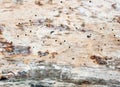 Close up of striped bark with holes in caused by termites