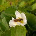 Close-up of a striped bee-like fly. Royalty Free Stock Photo