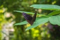 Close up of a Striped blue crow butterfly (Euploea mulciber) on a leaf with blurred green natural background Royalty Free Stock Photo