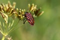 Striped bug on the seeds of umbellifer