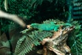 Striped Fijian iguana, lat. Brachylophus fasciatus,listed on the IUCN Red list Royalty Free Stock Photo