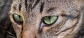 Close up of a striped gray cat with green eyes. Macro photography.