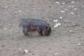 Close-up striped gray pig. Royalty Free Stock Photo