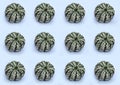 striped green and white pumpkins on white pattern