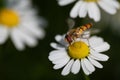 Close-up of a striped hoverfly perched on a caraway flower. It is summer. The hoverfly searches for pollen Royalty Free Stock Photo