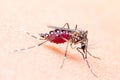 Close-up of Striped mosquitoes are eating blood on human skin