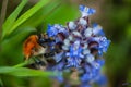 Close-up striped orange bumblebee on blue bugle flower