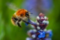 Close-up striped orange bumblebee in flight on blue bugle flower