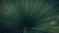 Close up striped of palm leaf texture and abstract background., Nature concept.Tropical Green leaves. Royalty Free Stock Photo