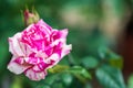 Close-up of a striped rose: the Variegata from Bologna