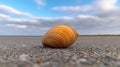 Closeup of a striped seashell on a sandy beach with a cloudy sky Royalty Free Stock Photo