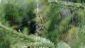 Close-up striped spider zebrina in webs with dew drops against green background. Macro frame spider in cobweb Royalty Free Stock Photo