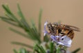 Close-up of a striped wasp perched on the flower of a rosemary branch. The background is light Royalty Free Stock Photo