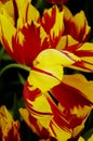 Close-up of striped yellow and red tulips