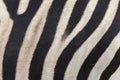 Close up stripes of real zebra skin. nature wildlife animal background and texture concept