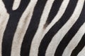 Close up stripes of real zebra skin. nature wildlife animal background and texture concept
