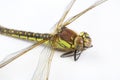 Close up of stripey green dragonfly Royalty Free Stock Photo