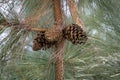 Close up of strobiles on a trunk of a young green pine. Forest plant life. Cones, branches and needles of pine. Coniferous wood. Royalty Free Stock Photo