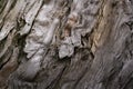 Close-up structure of fibers of old falling apart rotten wood. Royalty Free Stock Photo