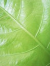 Close Up Structure Green Leaf Pattern Background Royalty Free Stock Photo