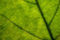 Close-up of structure of green leaf in the sun Royalty Free Stock Photo