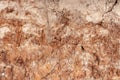 Close-up of the structure of the soil layer in the section. Royalty Free Stock Photo