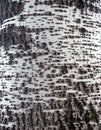 Close-up structure, the tree trunk of birch and its bark background for designers to create beautiful compositions, birchbark Royalty Free Stock Photo