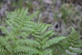 Close-up of the structures of the Ostrich Fern plant Royalty Free Stock Photo