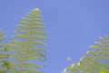 Close-up of the structures of the Ostrich Fern plant Royalty Free Stock Photo