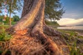 A close-up stub or root tree at the beach.