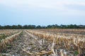 Close-up Stubble Field After Corn Harvest Royalty Free Stock Photo