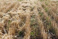 Close-up of the stubble of a mowed wheat field of wheat, rows of ears on a mowed field Royalty Free Stock Photo