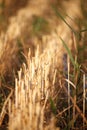 Close-up of the stubble of a mowed wheat field of wheat, rows of ears on a mowed field