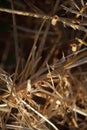 Close-up of the stubble of a mowed wheat field of wheat, rows of ears on a mowed field