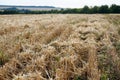 Close-up of the stubble of a mowed wheat field of wheat, rows of ears on a mowed field