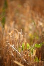 Close-up of the stubble of a mowed wheat field of wheat, rows of ears on a mowed field