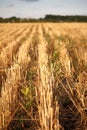 Close-up of the stubble of a mowed wheat field of wheat, rows of ears on a mowed field